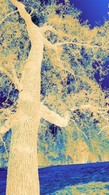 A pale gold tree rendered against a saturated blue landscape