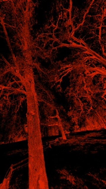 Tall trees rendered in intense red against deep black